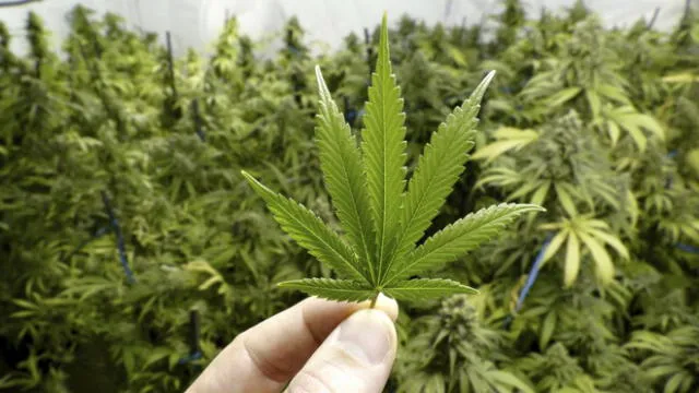 Industria del cannabis enfrenta obstáculos 