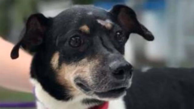 El can había sido adoptado por la familia Butler. Foto: Humane Society.