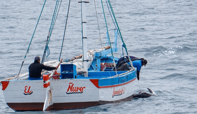 Video registró que pescadores arponearon a delfines en El Ñuro. Foto: Difusión