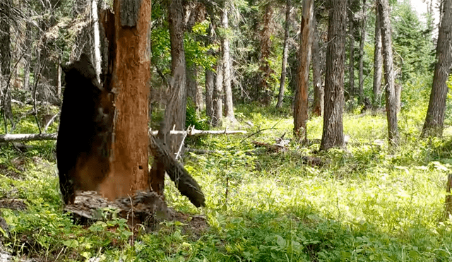 Facebook viral: hambriento oso encuentra comida dentro de árbol y hace lo imposible para sacarlo [VIDEO] 