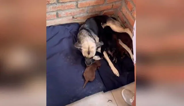 Desliza las imágenes para ver la emotiva escena que protagonizó esta perrita junto a sus crías. Fotocaptura: Jefferson Ortiz/Tiktok