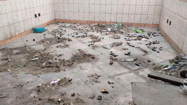 Restacan a cachorro abandonado que habría vivido entre restos de otros perros [FOTOS y VIDEO]