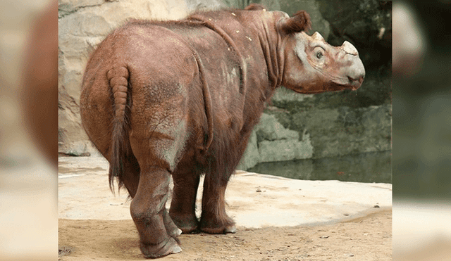 Malasia: Muere último rinoceronte macho de Sumatra en cautiverio 