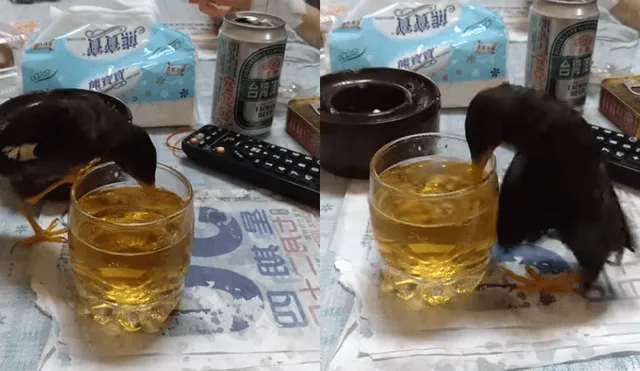 Youtube Viral: captan a pájaro adicto a la cerveza y video causa polémica en Internet [VIDEO] 