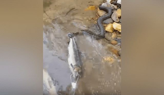 Un pescador captó en un video de YouTube el preciso instante en que forcejea con una serpiente para evitar que se quede con su presa en un caudaloso río.