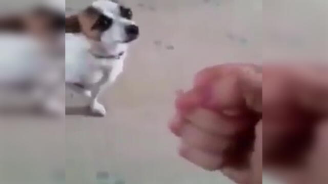 Facebook: perro es 'golpeado' y su actuación desata la locura en internet [VIDEO]