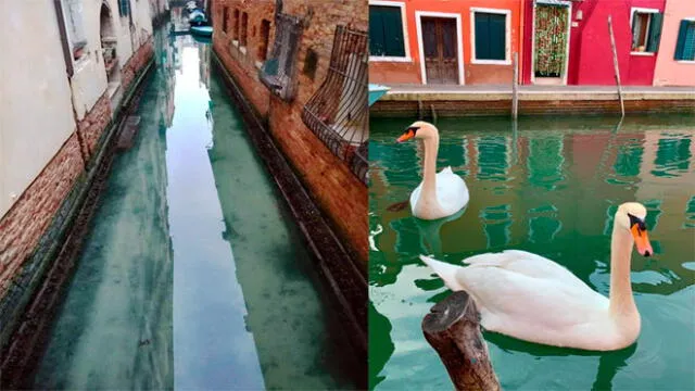 Venecia amanece distinta: canales lucen limpios tras ausencia de turistas por coronavirus [VIDEO] 