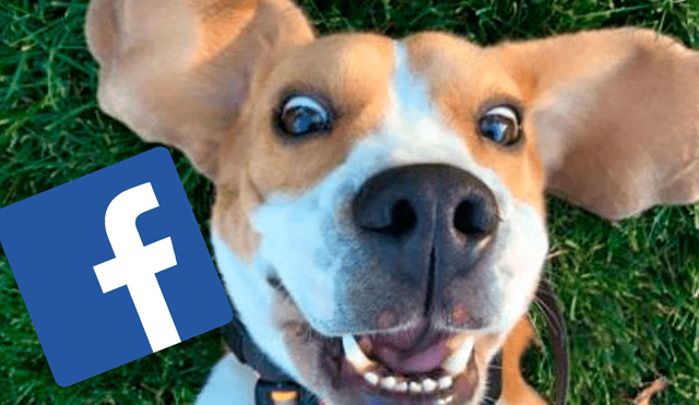 Facebook: Perro utiliza filtros en celular de su dueña y su reacción es inesperada [VIDEO]