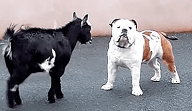 Furiosa cabra ataca a perro, pero la reacción del can sorprende en redes [VIDEO]