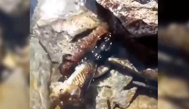 YouTube viral: anguila eléctrica atrapa a indefenso animal para devorarlo de aterradora forma [VIDEO]