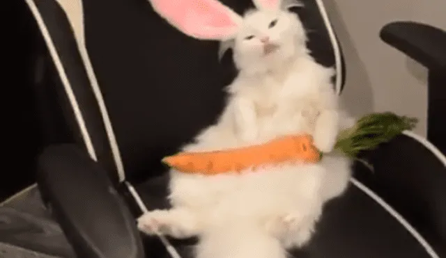 YouTube viral: realiza "experimento" que une a gato con conejo y el resultado es desconcertante [VIDEO]