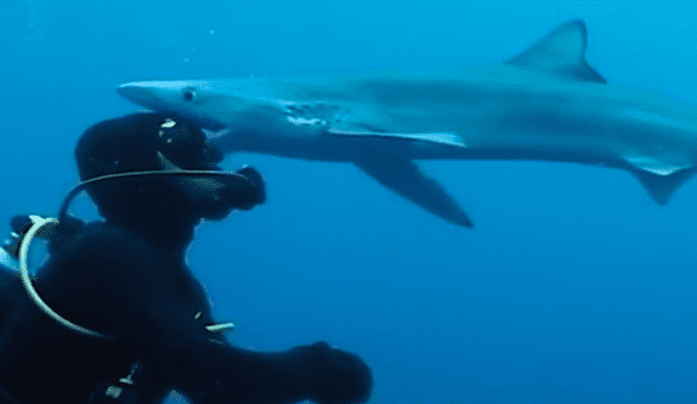 YouTube viral: buzo se encuentra con temible tiburón y este lo sorprende con 'tierno beso' [VIDEO] 