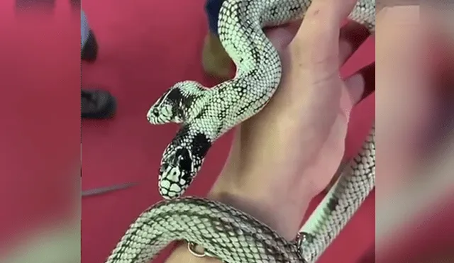 Facebook viral: chica muestra 'serpiente mutante' en concurso de animales y jurados quedan impactados [VIDEO]