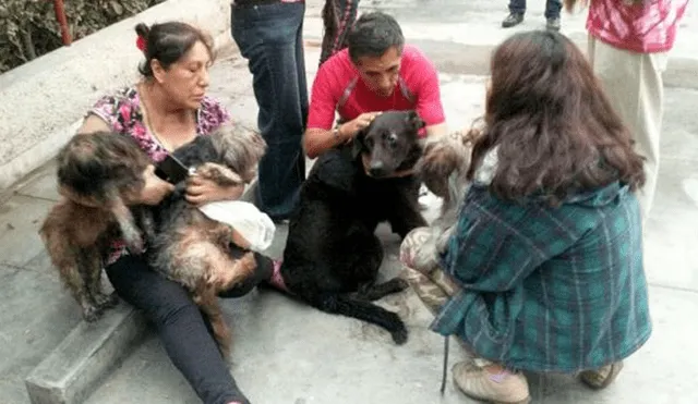 Bomberos rescataron a siete mascotas en incendio del Callao