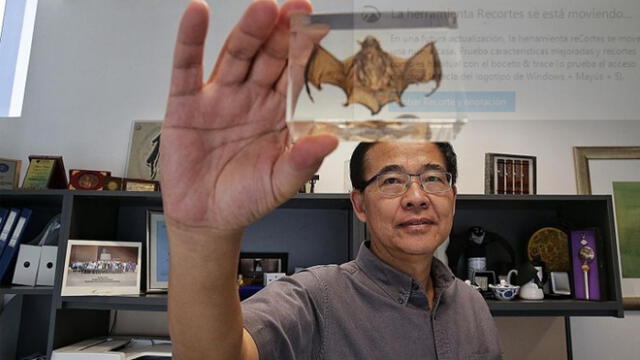 Linfa Wang es un científico que lleva 25 años estudiando a los murciélagos y sus virus. Foto: difusión