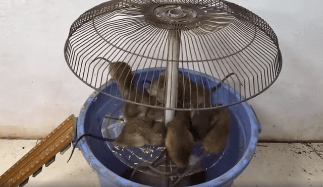 Ratones atrapados en una jaula de trampa. dentro de trampas para ratas.