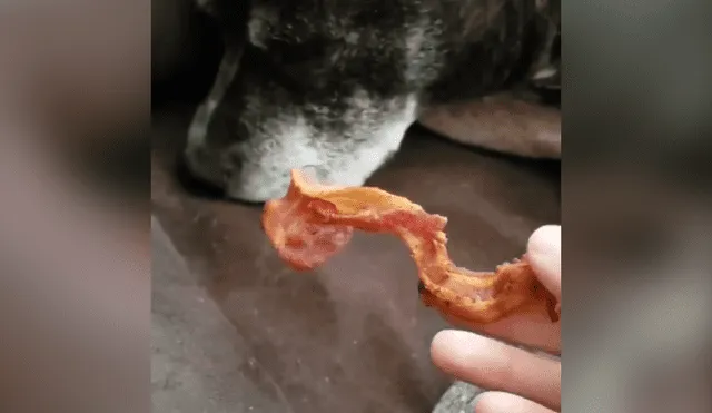 Desliza hacia la izquierda para ver la reacción del perro al oler un tocino. Video es viral en Facebook.