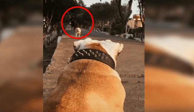 Desliza las imágenes hacia la izquierda para observar el amoroso reencuentro que tuvieron dos perros.
