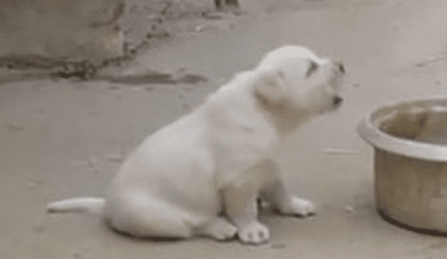 YouTube viral: perro aprende a cacarear como gallinas tras pasar semanas a su lado [VIDEO]