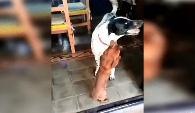 En Facebook, un perro tuvo un emotivo recibimiento por parte de su amigo que se emocionó al verlo otra vez.