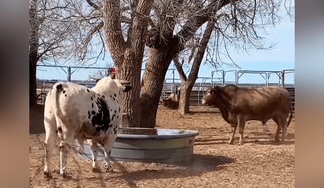 Facebook viral: hombre le da la espalda a furioso toro, sin imaginar la brutal reacción del bovino [VIDEO] 