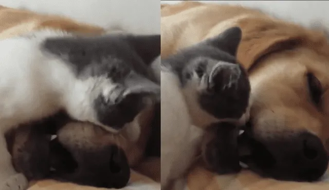 Gato intenta despertar a un perro y obtiene una “cariñosa” reacción [VIDEO]