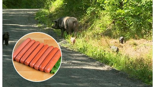 250 cerdos escapan de granja y dueño utiliza hot dogs para atraparlos [VIDEO]