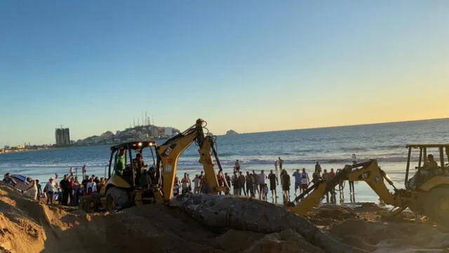 Una ballena muerta de 8 metros de largo quedó varada en la playa de Mazatlán. (Foto: Noroeste)