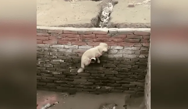Desliza las imágenes para apreciar la inesperada técnica de un pequeño perro para salir ileso en un gigantesco pozo. Foto. Clarín.