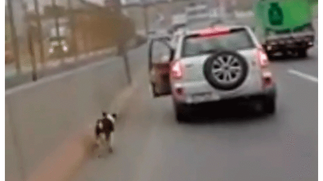 Conductores salvan a perro de ser atropellado en la vía Evitamiento [VIDEO]