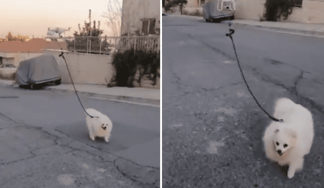 A través de Facebook se ha vuelto viral una curiosa escena en la que un perro es paseado por un dron.