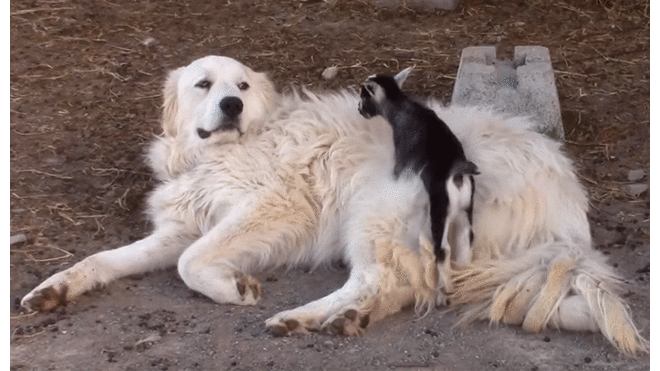 Perrito juega con cabras bebés