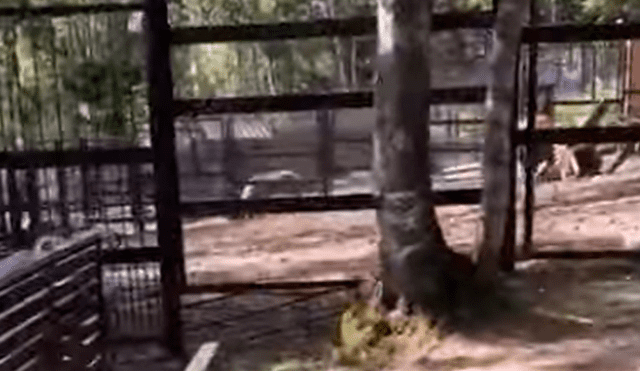 Hombre entra a recinto de ciervo para alimentarlo, sin imaginar que antílope lo atacaría [VIDEO] 