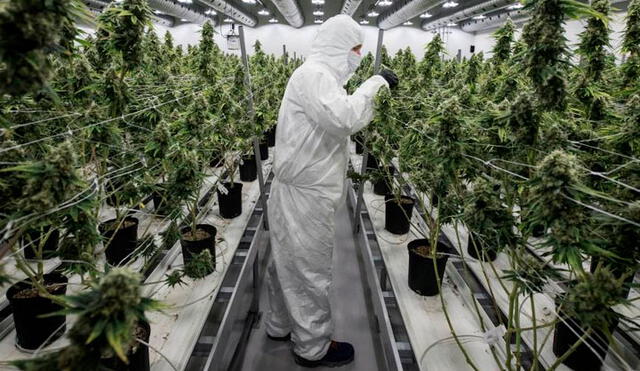 Un vuelo de carga de la compañía de Elon Musk llevará hasta 480 cultivos de cannabis al espacio. Foto referencial: AFP.