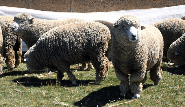 Universitarios inician investigación sobre gases de efecto invernadero en ovinos
