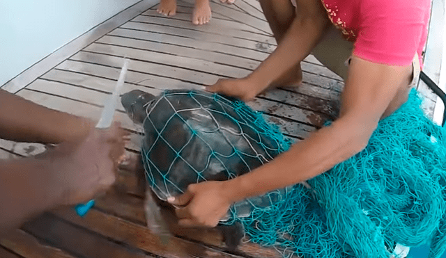 Buzo halla a tortuga atrapada en la basura, la rescata y ocurre una tierna escena [VIDEO]