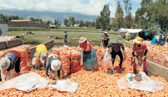 El precio del kilo de zanahoria en el campo se desploma al igual que la papa
