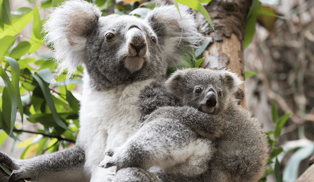 Los incendios forestales en Australia han traido consecuencias devastadoras para los koalas. | Foto: Marius Becker / AFP