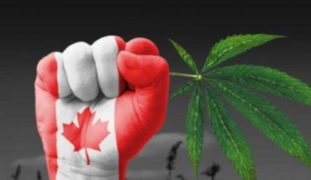 Escasea el cannabis en Canadá tras legalizarse su consumo 