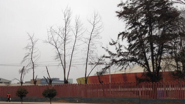 Árboles en la Villa Deportiva Nacional requieren urgente mantenimiento