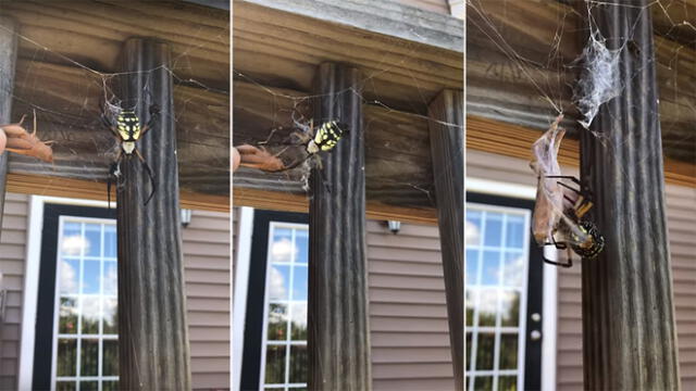 Vía YouTube: espeluznante araña atrapa a su presa y aterrorizan las redes [VIDEO] 