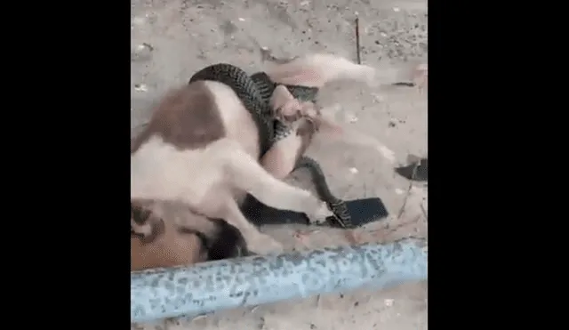 Vía Facebook: serpiente intenta devorar a mascota pero sucede algo inesperado [VIDEO]