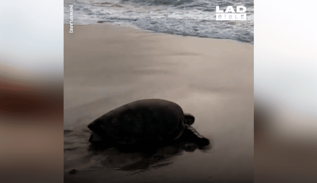 Una pareja grabó un video viral de Facebook en el que se rescató de la muerte a una gigantesca criatura marina atascada entre dos piedras.