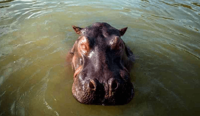Hipopótamo atacó a un campesino y lo dejó con graves heridas. Foto: Referencial