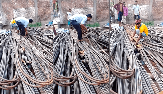 Facebook Viral: El rescate de este perrro atrapado entre cables de acero conmueve a miles de usuarios 