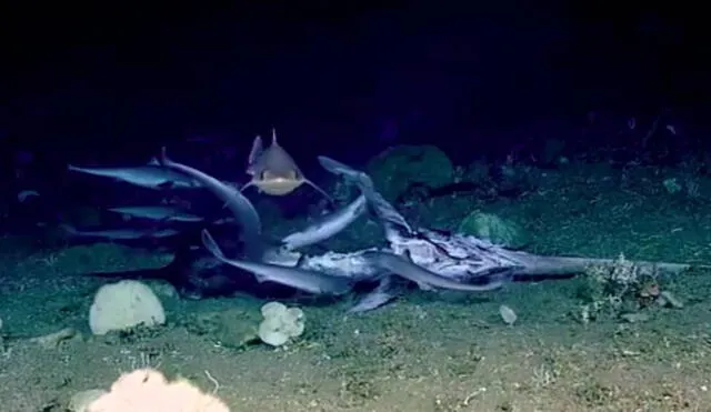 El impactante hecho sucedió en la costa de Carolina del Norte. Foto: Captura/Facebook/NOAA Office of Ocean Exploration and Research