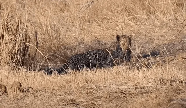 La tasa de supervivencia de los cachorros de leopardo es de un 50%. Foto: Kruger National Park Videos / YouTube