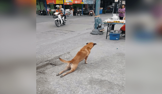 Captan a perro fingiendo no poder caminar para cruzar la pista [VIDEO]