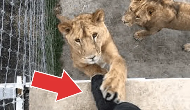 YouTube viral: arriesgado joven ingresa a recinto de hambrientos leones para demostrar su valentía VIDEO]