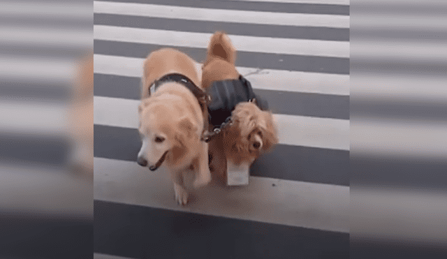 En Facebook, un perro lazarillo ayudó a su compañero ciego y se mantuvo a su lado cuando dieron una caminata.
